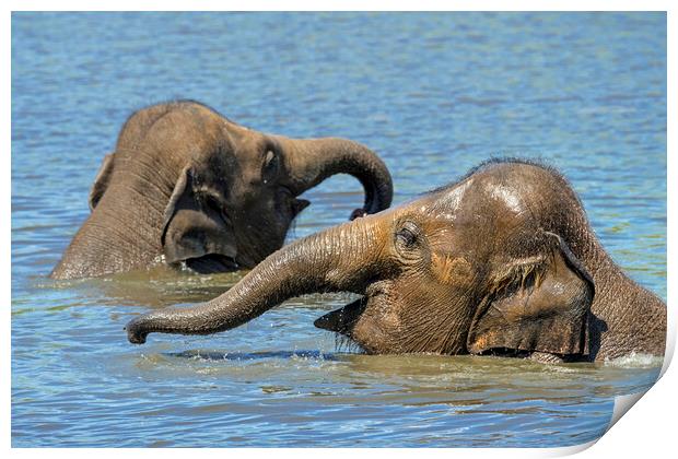 Two Young Elephants Bathing in Lake Print by Arterra 