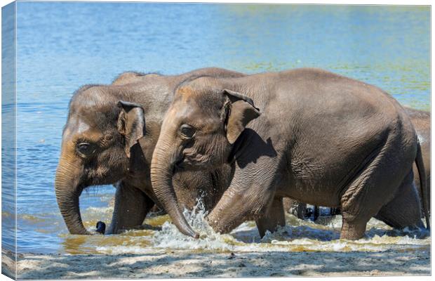 Asian Elephants Bathing in Lake Canvas Print by Arterra 