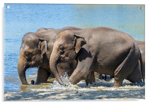 Asian Elephants Bathing in Lake Acrylic by Arterra 