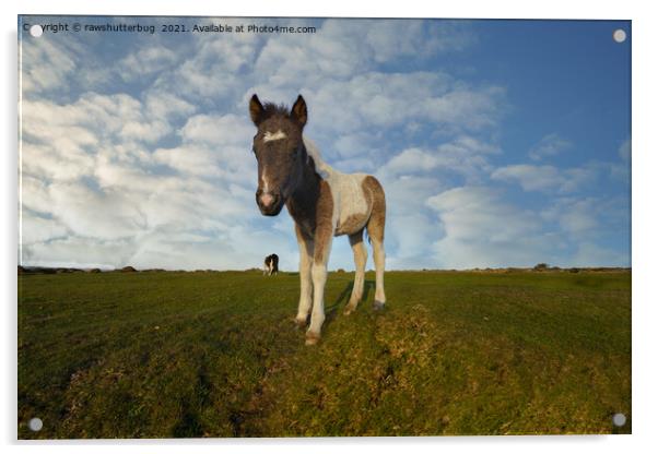 Dartmoor Foal Acrylic by rawshutterbug 