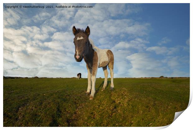 Dartmoor Foal Print by rawshutterbug 