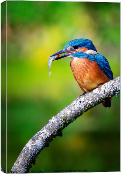 Kingfisher's catch of the day Canvas Print by Karl McCarthy