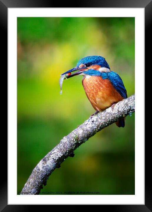 Kingfisher's catch of the day Framed Mounted Print by Karl McCarthy