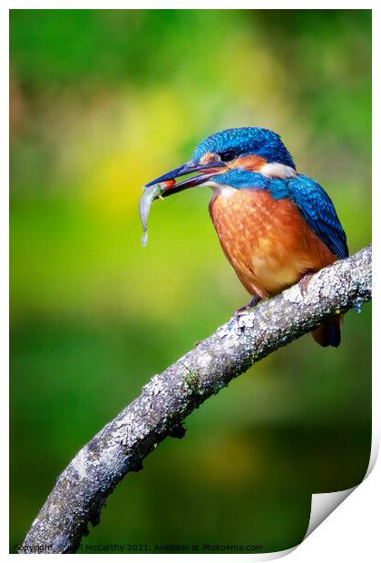 Kingfisher's catch of the day Print by Karl McCarthy