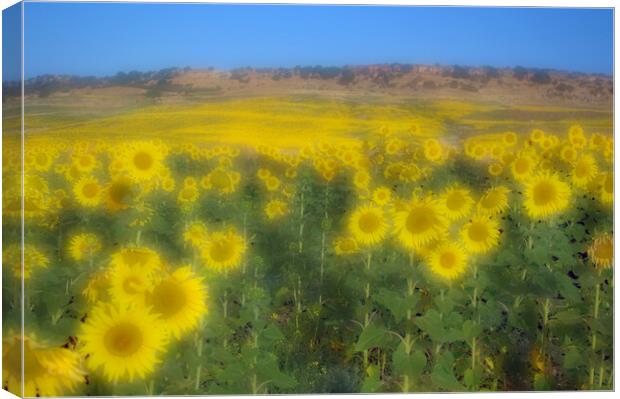 Sunflower field in Carmona -Seville- Arahal Road Canvas Print by Jose Manuel Espigares Garc
