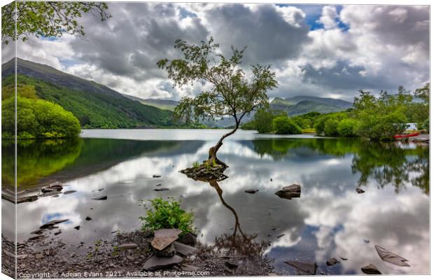 Padarn Lake Tree Llanberis  Canvas Print by Adrian Evans