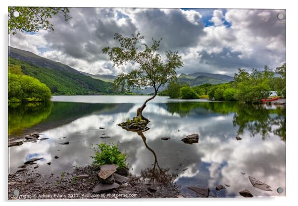 Padarn Lake Tree Llanberis  Acrylic by Adrian Evans