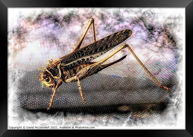 Grasshopper Framed Print by David Mccandlish