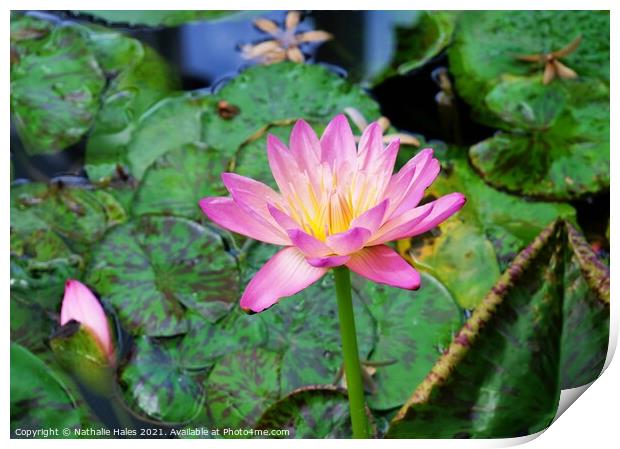 Pink Lotus Flower Print by Nathalie Hales