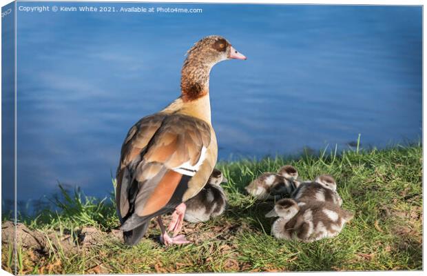 Egyptian goose family Canvas Print by Kevin White