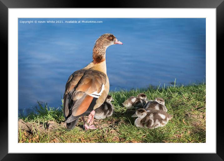Egyptian goose family Framed Mounted Print by Kevin White