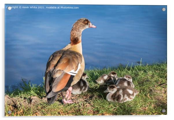 Egyptian goose family Acrylic by Kevin White