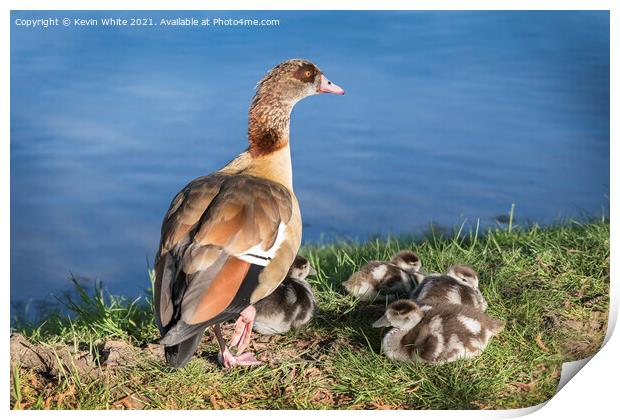 Egyptian goose family Print by Kevin White
