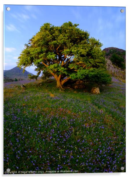 Rannerdale Bluebells Acrylic by Nigel Wilkins