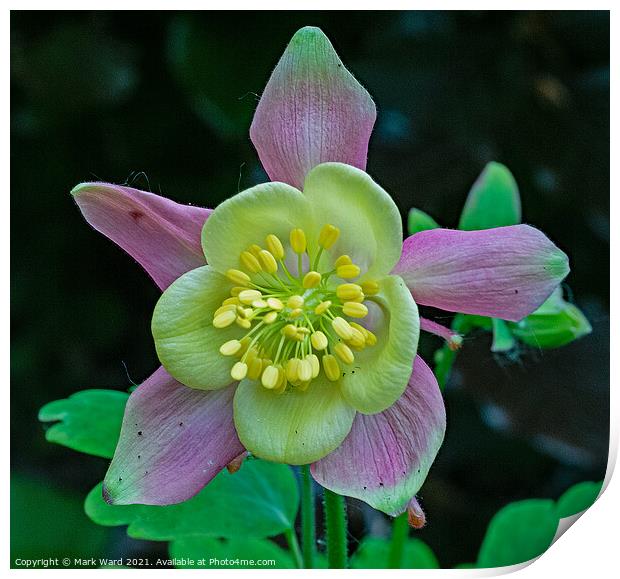 Aquilegia Flower Print by Mark Ward