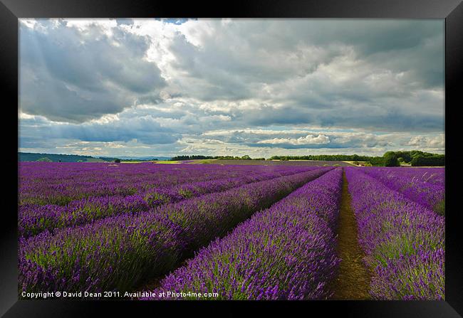 Lavender Lines Framed Print by David Dean