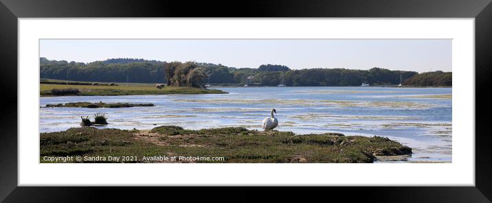 Swan at Wootton Creek, Panoramic. Framed Mounted Print by Sandra Day