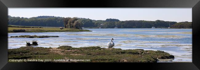 Swan at Wootton Creek, Panoramic. Framed Print by Sandra Day