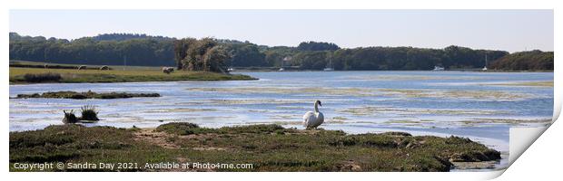 Swan at Wootton Creek, Panoramic. Print by Sandra Day