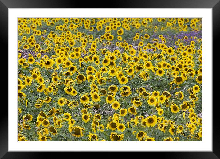 Sunflower Framed Mounted Print by Tony Bates
