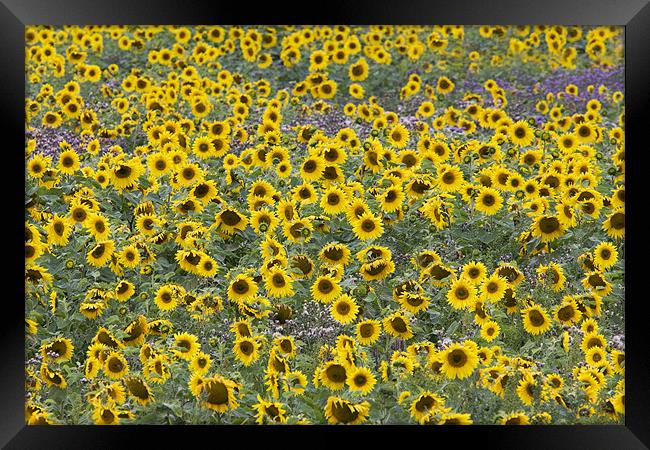 Sunflower Framed Print by Tony Bates