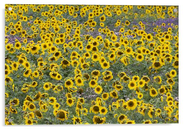 Sunflower Acrylic by Tony Bates