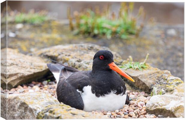 Oyster catcher Canvas Print by Rory Trappe
