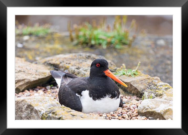 Oyster catcher Framed Mounted Print by Rory Trappe