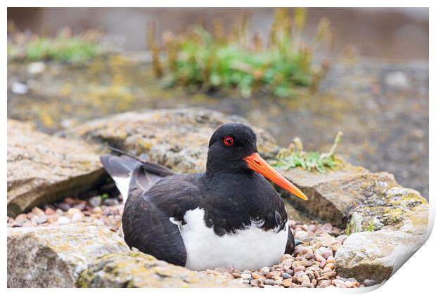 Oyster catcher Print by Rory Trappe