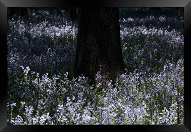 sunlit bluebells Framed Print by Simon Johnson