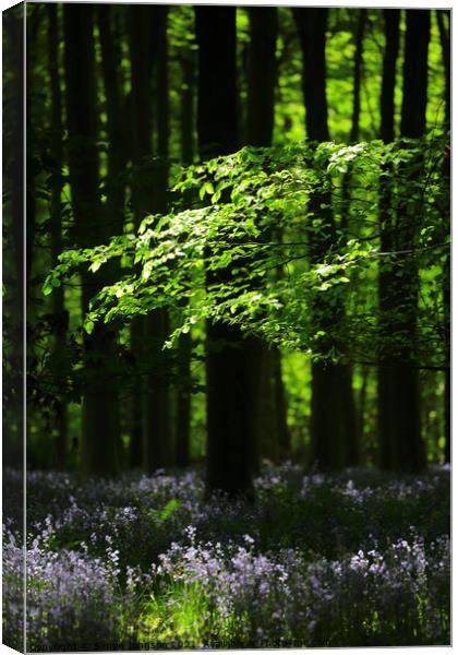 Sunlit Woods with Bluebells Canvas Print by Simon Johnson