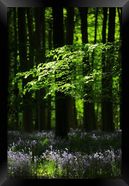 Sunlit Woods with Bluebells Framed Print by Simon Johnson