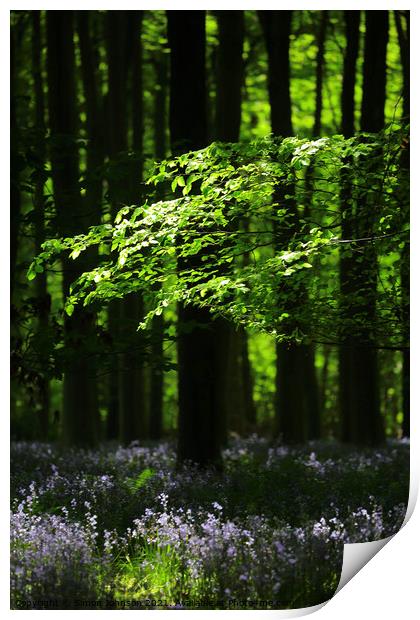 Sunlit Woods with Bluebells Print by Simon Johnson