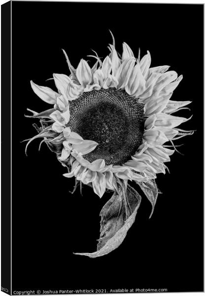 sunflower stekch 2 Canvas Print by Joshua Panter-Whitlock