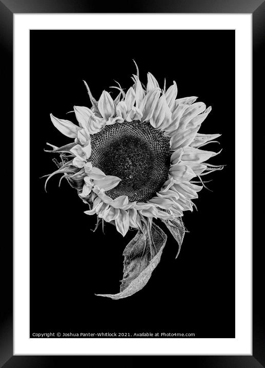 sunflower stekch 2 Framed Mounted Print by Joshua Panter-Whitlock