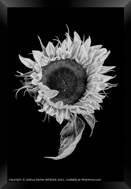 sunflower stekch 2 Framed Print by Joshua Panter-Whitlock