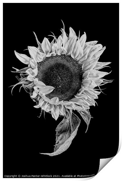 sunflower stekch 2 Print by Joshua Panter-Whitlock