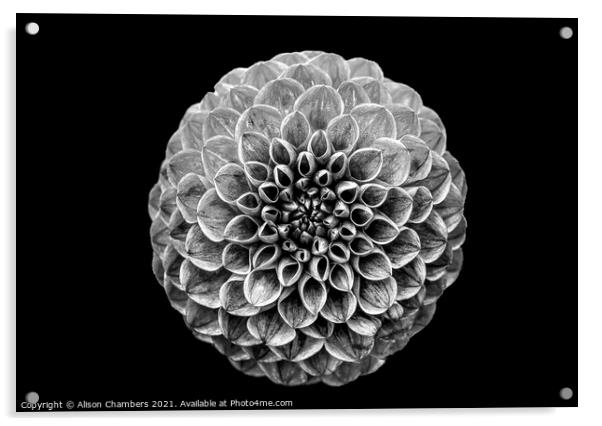 Black And White Dahlia  Acrylic by Alison Chambers