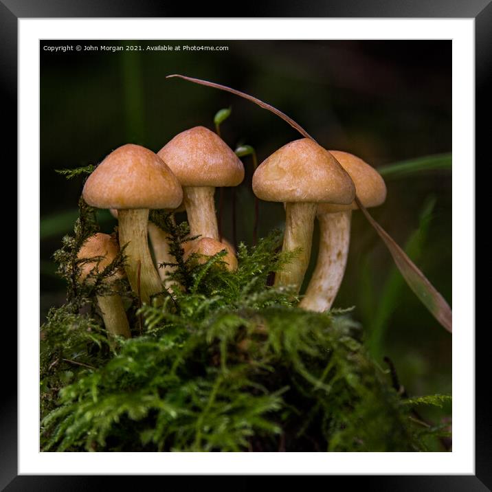 Fungi Clump. Framed Mounted Print by John Morgan