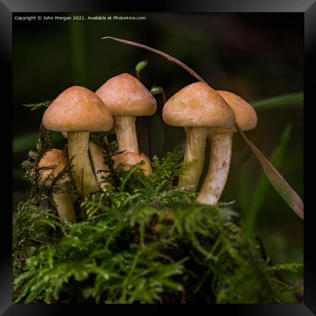 Fungi Clump. Framed Print by John Morgan