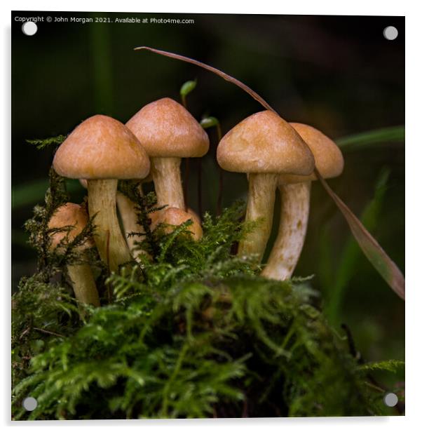 Fungi Clump. Acrylic by John Morgan