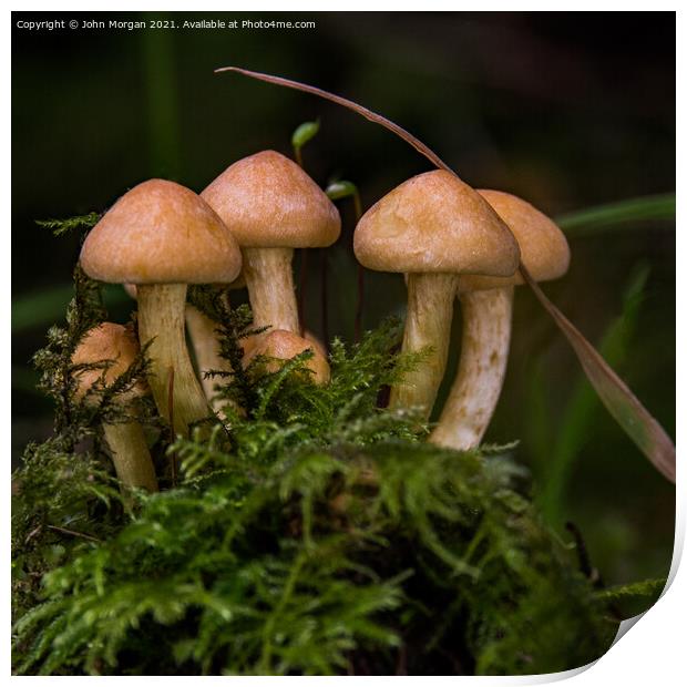 Fungi Clump. Print by John Morgan
