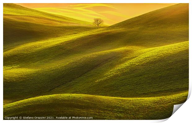 Lonely Tree in the Light Print by Stefano Orazzini