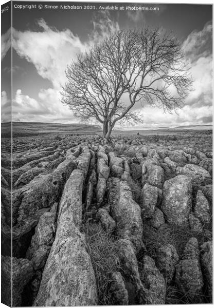 The Lone tree, Malham cove Yorkshire Canvas Print by Simon Nicholson