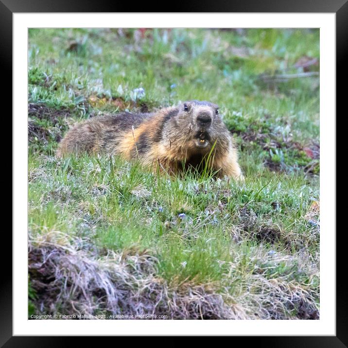 Marmot in Cervinia Wildlife Aosta Valley Italy@FabrizioMalisan Photography-6089 Framed Mounted Print by Fabrizio Malisan