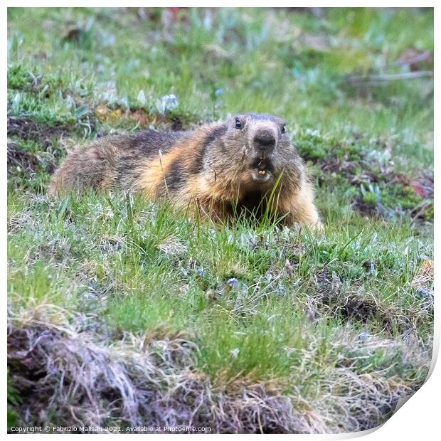 Marmot in Cervinia Wildlife Aosta Valley Italy@FabrizioMalisan Photography-6089 Print by Fabrizio Malisan