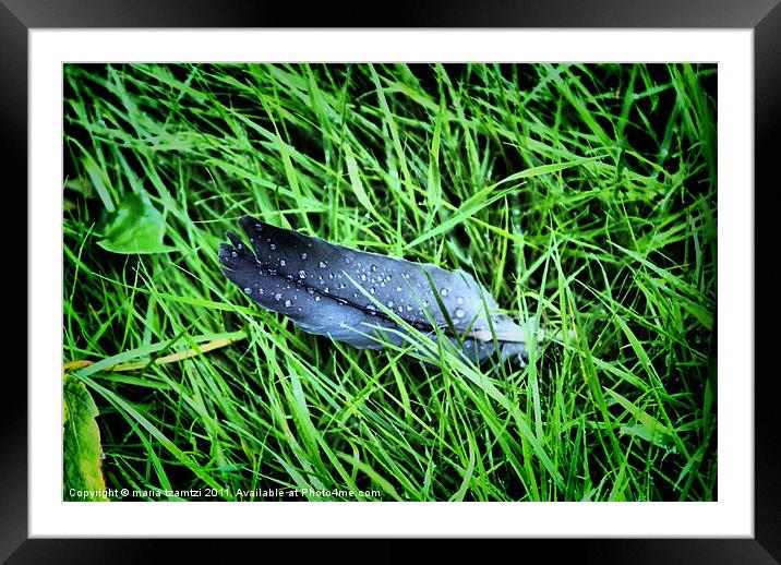 Feather in the rain Framed Mounted Print by Maria Tzamtzi Photography