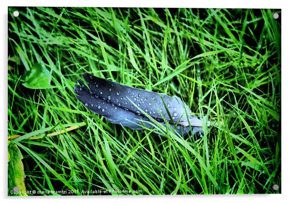 Feather in the rain Acrylic by Maria Tzamtzi Photography