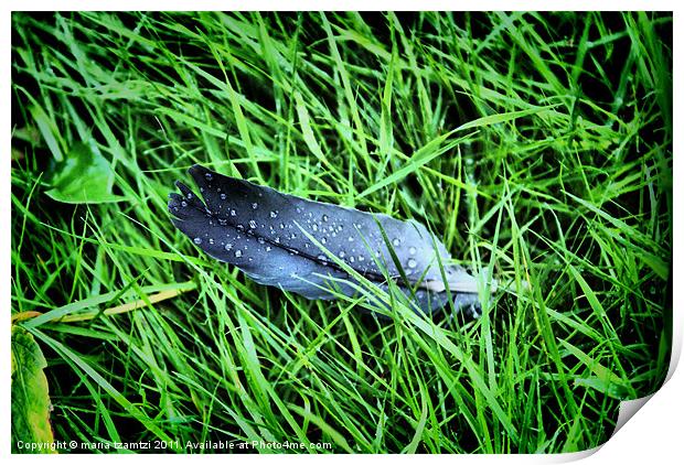 Feather in the rain Print by Maria Tzamtzi Photography
