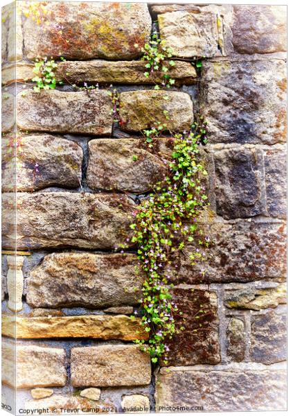 Wall Flowers Canvas Print by Trevor Camp